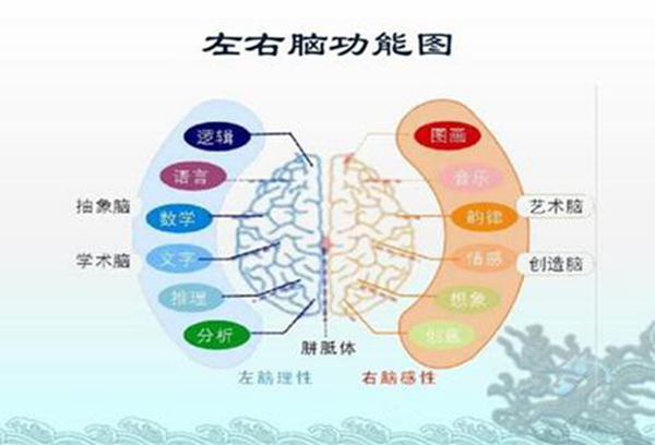 左脑和右脑有区别吗?左脑右脑哪个更发达的人聪明些972 / 作者:UFO爱好者 / 帖子ID:79545