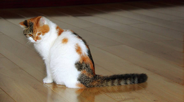 猫为什么会有泪痕？原来这几个原因会让猫有泪痕968 / 作者:UFO爱好者 / 帖子ID:91360