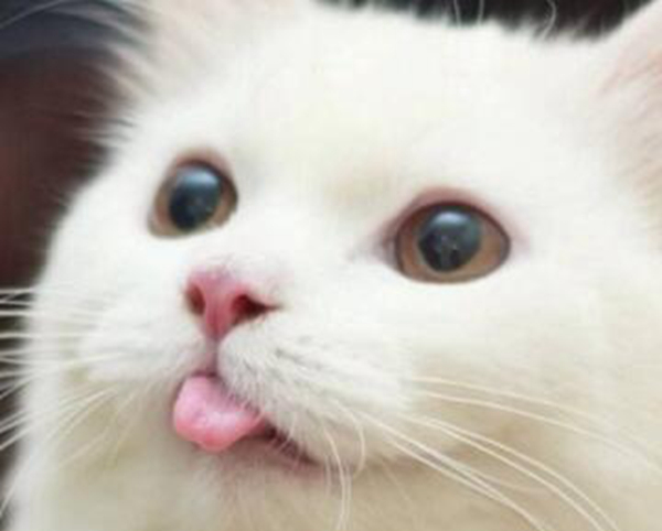 猫为什么会有泪痕？原来这几个原因会让猫有泪痕177 / 作者:UFO爱好者 / 帖子ID:91360