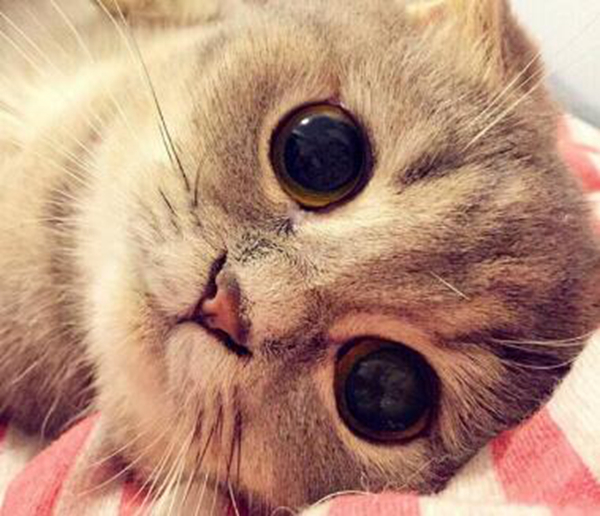 猫为什么会有泪痕？原来这几个原因会让猫有泪痕509 / 作者:UFO爱好者 / 帖子ID:91360