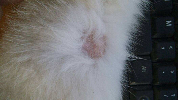 猫为什么会得猫藓?哪些原因会让猫咪得猫藓118 / 作者:UFO爱好者 / 帖子ID:91364