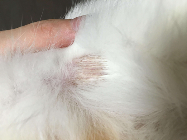 猫为什么会得猫藓?哪些原因会让猫咪得猫藓272 / 作者:UFO爱好者 / 帖子ID:91364