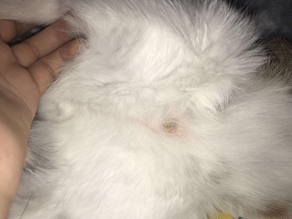 猫为什么会得猫藓?哪些原因会让猫咪得猫藓535 / 作者:UFO爱好者 / 帖子ID:91364