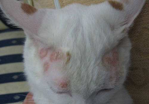 猫为什么会得猫藓?哪些原因会让猫咪得猫藓786 / 作者:UFO爱好者 / 帖子ID:91364