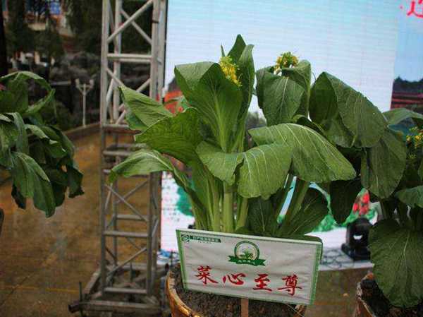 世界上最贵的五大蔬菜 第一接近63万元一颗独一无二468 / 作者:UFO爱好者 / 帖子ID:91320