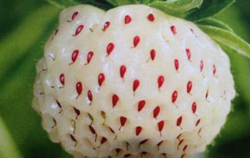 菠萝莓和白草莓有什么关系?菠萝莓售价多少钱一斤824 / 作者:UFO爱好者 / 帖子ID:91279
