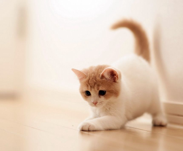猫咪为什么老放臭屁?这几个简单原因你应该知道945 / 作者:UFO爱好者 / 帖子ID:91316