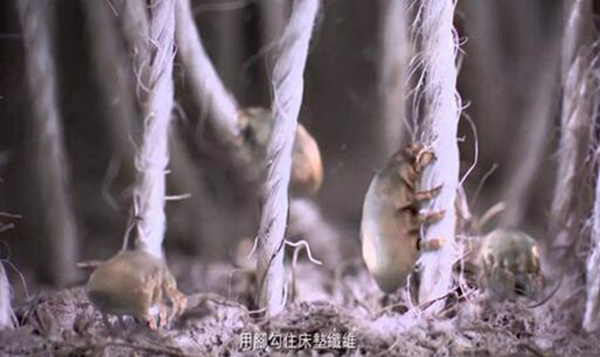 尘螨能看见吗 尘螨的危害有哪些(大小仅0.3毫米左右）780 / 作者:UFO爱好者 / 帖子ID:78506