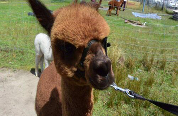 alpaca是什么面料 alpaca面料在市场上有什么优势369 / 作者:UFO爱好者 / 帖子ID:77375