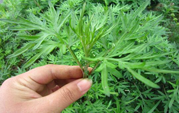 吃艾草的禁忌有哪些 吃艾草时需要注意什么512 / 作者:UFO爱好者 / 帖子ID:77174