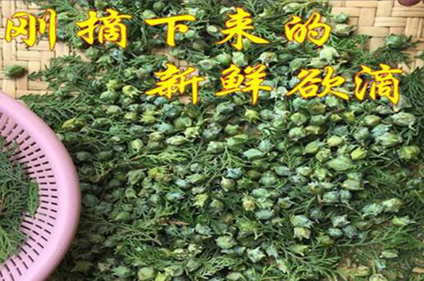 柏树籽的禁忌有哪些 柏树籽的功效与作用(肠胃不好别吃)928 / 作者:UFO爱好者 / 帖子ID:76739