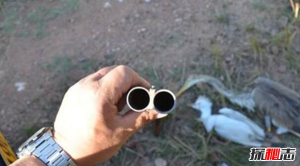 龙息弹的威力有多大？揭秘龙息弹如焰火发射之谜429 / 作者:UFO爱好者 / 帖子ID:89129