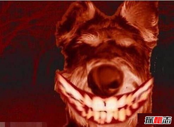 微笑狗事件死了多少人？揭秘微笑狗的恐怖之处（科学解释）748 / 作者:UFO爱好者 / 帖子ID:89051