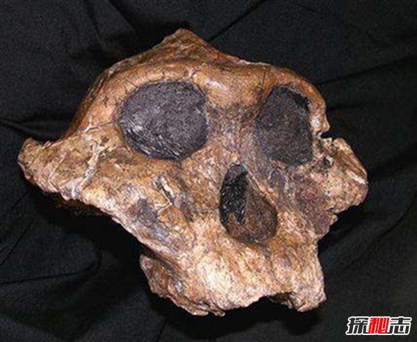 傍人为什么灭绝？智人消灭了傍人吗901 / 作者:UFO爱好者 / 帖子ID:89011