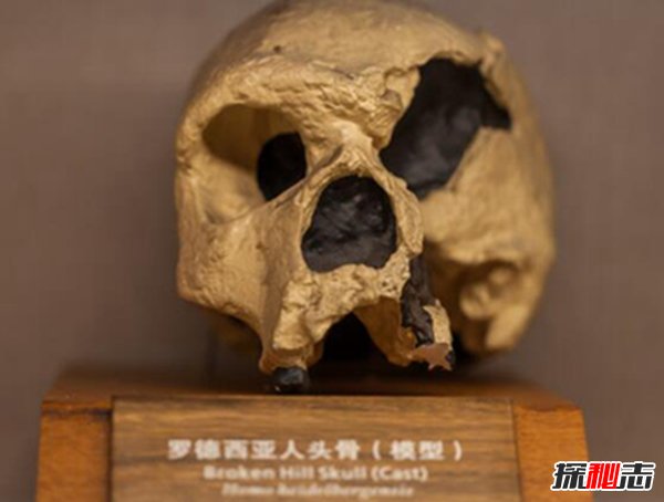生活在古代的人类：罗德西亚人（善于制作工具）239 / 作者:UFO爱好者 / 帖子ID:89014