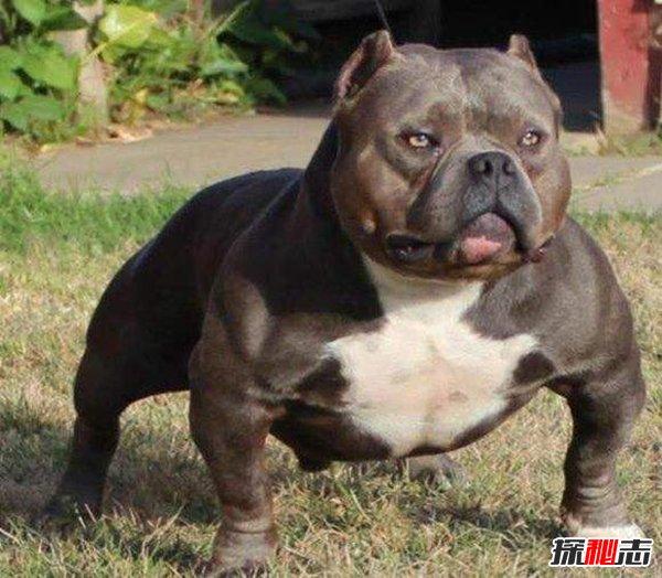 世界上肌肉最发达的狗，美国恶霸犬长相恐怖性格温柔629 / 作者:UFO爱好者 / 帖子ID:98400