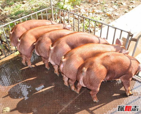 世界上最强壮的猪：杜洛克猪身体一半是肌肉（吃不起）749 / 作者:UFO爱好者 / 帖子ID:98346