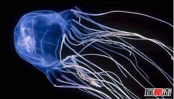 世界毒王澳洲方水母有多毒？澳洲方水母的天敌是谁470 / 作者:UFO爱好者 / 帖子ID:98319