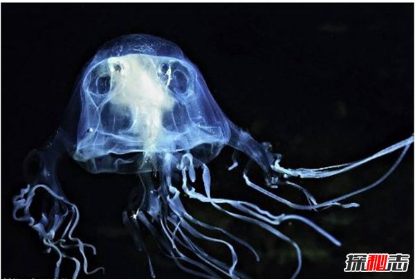 世界毒王澳洲方水母有多毒？澳洲方水母的天敌是谁970 / 作者:UFO爱好者 / 帖子ID:98319