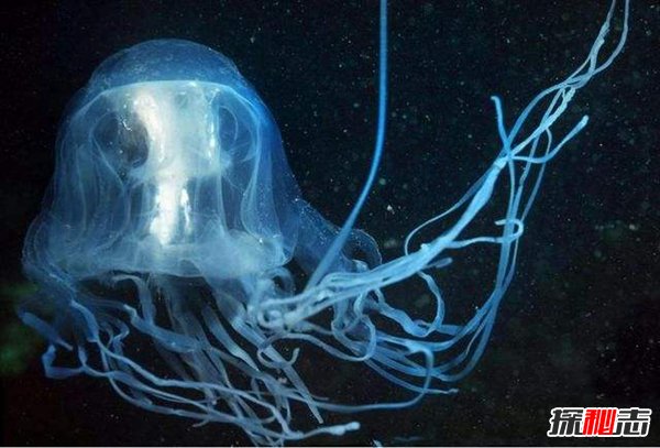 世界毒王澳洲方水母有多毒？澳洲方水母的天敌是谁586 / 作者:UFO爱好者 / 帖子ID:98319