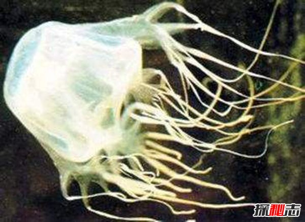 世界毒王澳洲方水母有多毒？澳洲方水母的天敌是谁816 / 作者:UFO爱好者 / 帖子ID:98319
