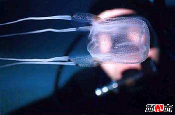 世界毒王澳洲方水母有多毒？澳洲方水母的天敌是谁778 / 作者:UFO爱好者 / 帖子ID:98319