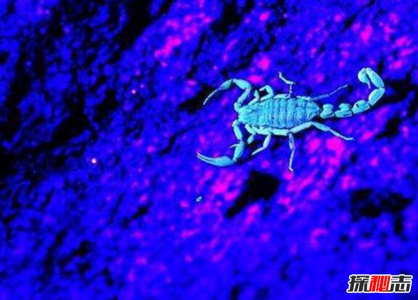 世界十大致命毒蝎 巴勒斯坦毒蝎蜇一下瞬间毙命724 / 作者:UFO爱好者 / 帖子ID:98299