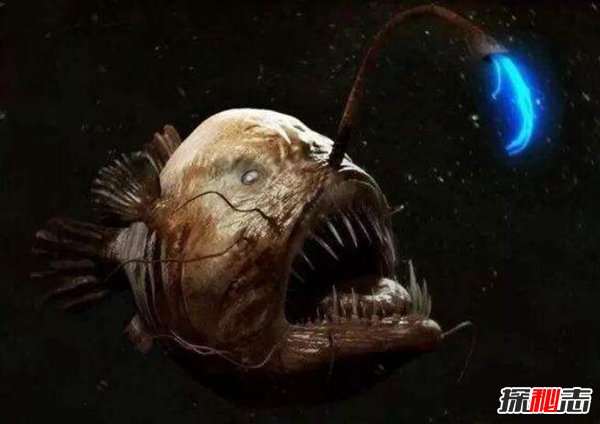 海洋十大“鬼鱼” 每一种都丑陋无比令人望而生畏408 / 作者:UFO爱好者 / 帖子ID:98298