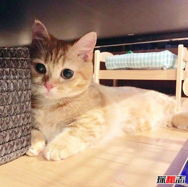 养猫可治百病 科学揭秘养猫十大好处（能防癌）593 / 作者:UFO爱好者 / 帖子ID:88905
