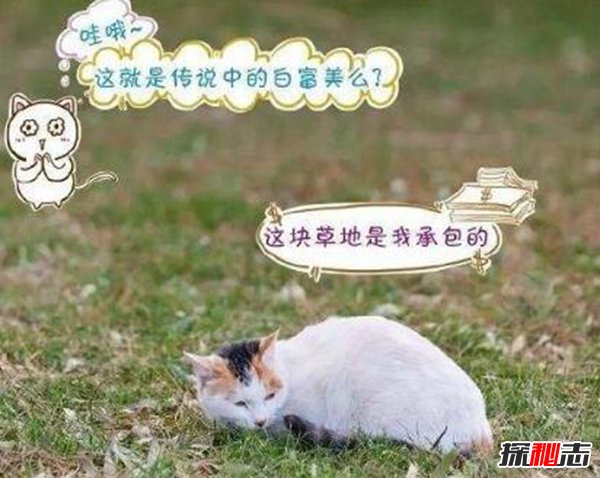 养猫可治百病 科学揭秘养猫十大好处（能防癌）226 / 作者:UFO爱好者 / 帖子ID:88905