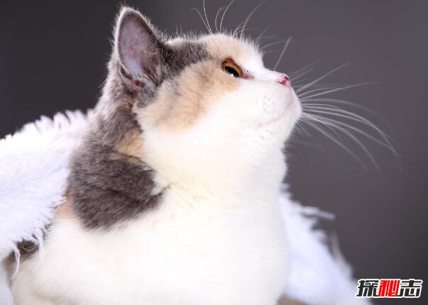 养猫可治百病 科学揭秘养猫十大好处（能防癌）914 / 作者:UFO爱好者 / 帖子ID:88905