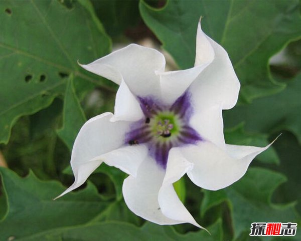 冥界四花分别是哪四花？神秘地狱之花有什么魔力382 / 作者:UFO爱好者 / 帖子ID:101830