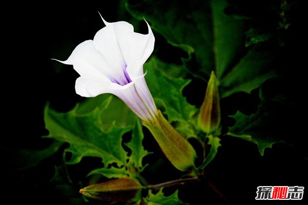 冥界四花分别是哪四花？神秘地狱之花有什么魔力741 / 作者:UFO爱好者 / 帖子ID:101830