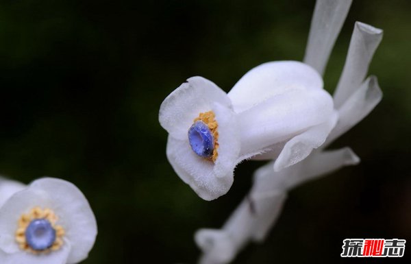 冥界四花分别是哪四花？神秘地狱之花有什么魔力581 / 作者:UFO爱好者 / 帖子ID:101830