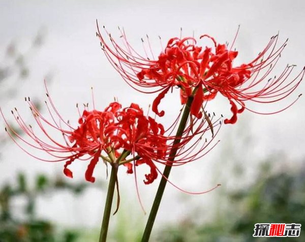 冥界四花分别是哪四花？神秘地狱之花有什么魔力888 / 作者:UFO爱好者 / 帖子ID:101830