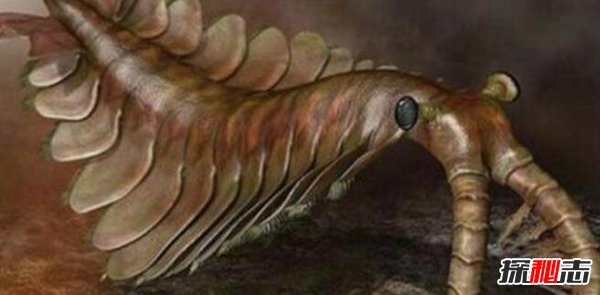 泥盆纪十大恐怖生物 邓氏鱼顶级掠食者鲨鱼都害怕676 / 作者:UFO爱好者 / 帖子ID:98231