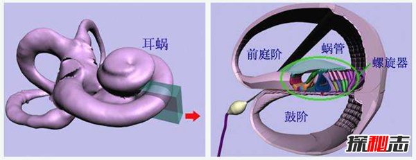 人造耳蜗多少钱 为什么这么贵?20 / 作者:UFO爱好者 / 帖子ID:88892