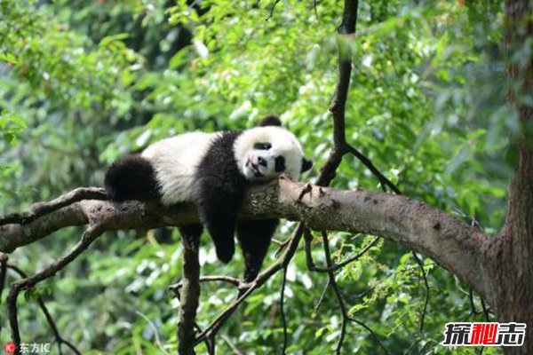 全世界只有中国有大熊猫吗？原因是什么呢？161 / 作者:UFO爱好者 / 帖子ID:88810