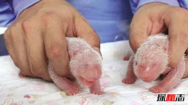 野生熊猫的杀伤力有多强？狮子老虎不敢轻易招惹132 / 作者:UFO爱好者 / 帖子ID:88768