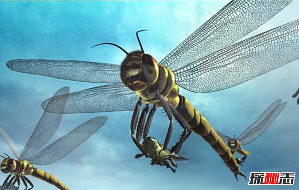 石炭纪十大恐怖生物 展开75厘米宽的蜻蜓你见过吗124 / 作者:UFO爱好者 / 帖子ID:98162