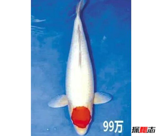 史上最贵的锦鲤有哪些？条条价格都惊人娄兰价值2000万844 / 作者:UFO爱好者 / 帖子ID:98152