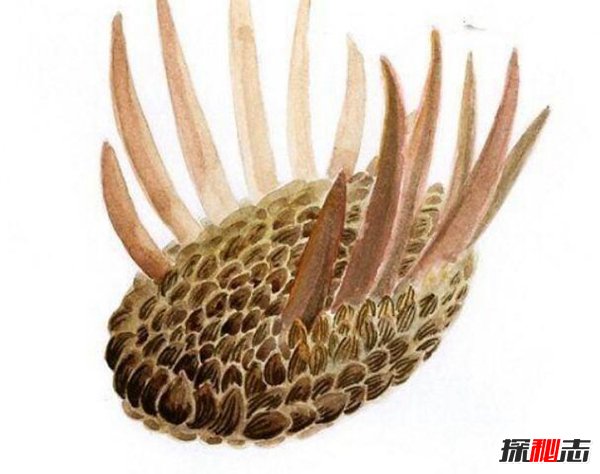 寒武纪十大恐怖生物 奇虾顶级掠食者所向披靡216 / 作者:UFO爱好者 / 帖子ID:88650