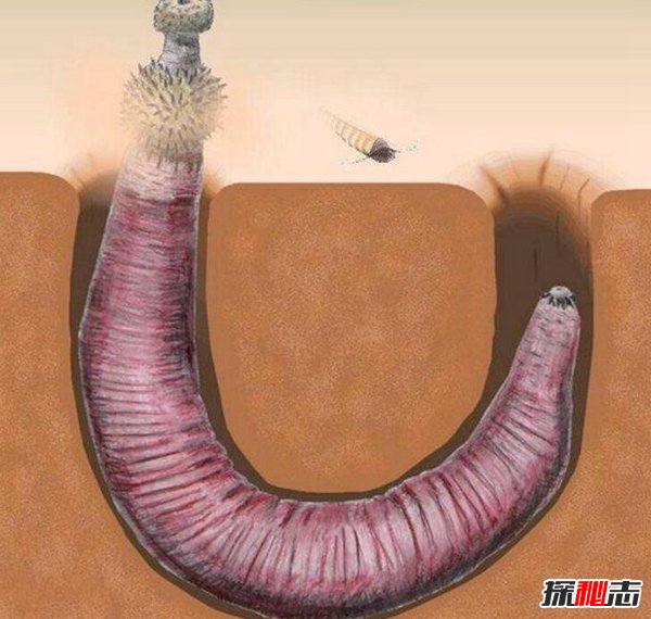 寒武纪十大恐怖生物 奇虾顶级掠食者所向披靡537 / 作者:UFO爱好者 / 帖子ID:88650