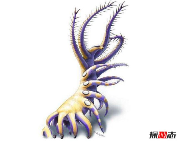 寒武纪十大恐怖生物 奇虾顶级掠食者所向披靡898 / 作者:UFO爱好者 / 帖子ID:88650