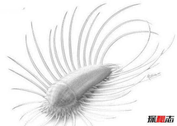 寒武纪十大恐怖生物 奇虾顶级掠食者所向披靡772 / 作者:UFO爱好者 / 帖子ID:88650