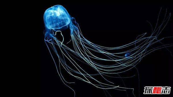 海洋十大毒王 箱水母3秒致人死亡毒王之最372 / 作者:UFO爱好者 / 帖子ID:98013