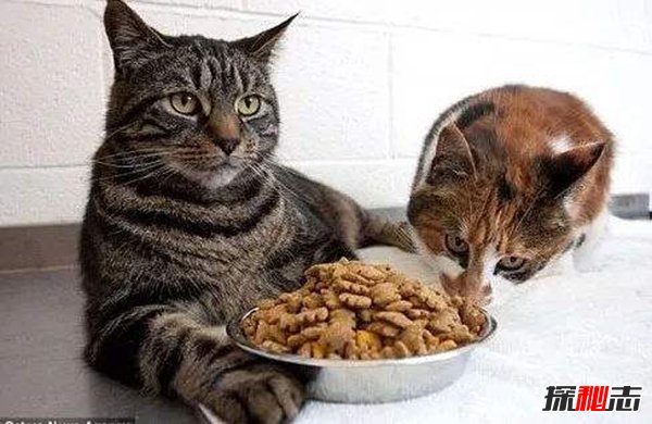 世界十大最丑的猫 第一价格昂贵丑到窒息355 / 作者:UFO爱好者 / 帖子ID:98011