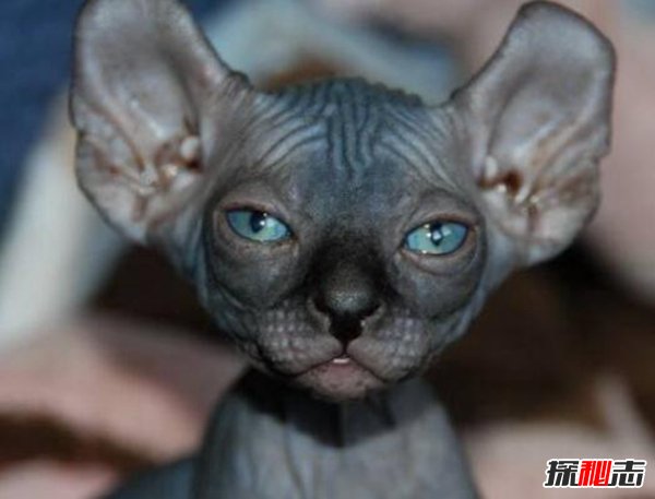 世界十大最丑的猫 第一价格昂贵丑到窒息388 / 作者:UFO爱好者 / 帖子ID:98011