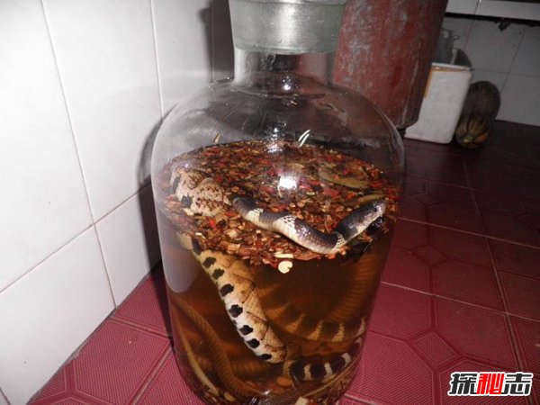 蛇泡酒里为啥不腐烂？蛇泡酒怎样保证健康615 / 作者:UFO爱好者 / 帖子ID:88486