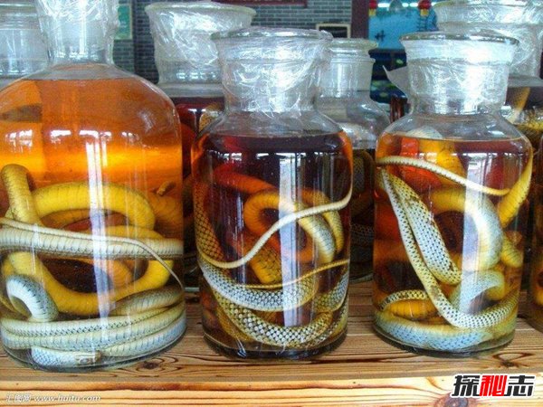蛇泡酒里为啥不腐烂？蛇泡酒怎样保证健康721 / 作者:UFO爱好者 / 帖子ID:88486